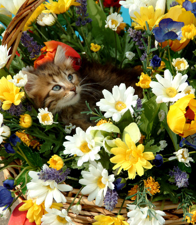 cat and flowersの写真素材