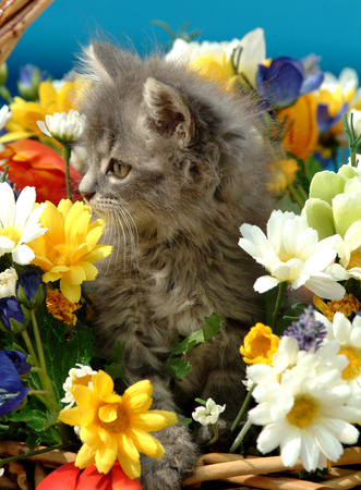 cat and flowersの写真素材