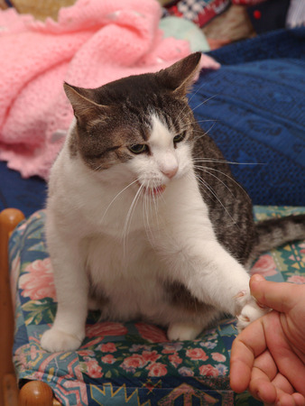 the cat playsの写真素材