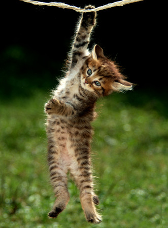 cat puppy playing in the gardenの写真素材