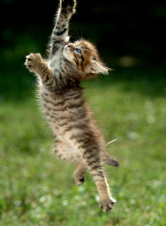 cat playing in the garden with ropeの写真素材