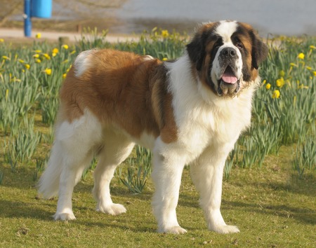 saint bernard dogの写真素材