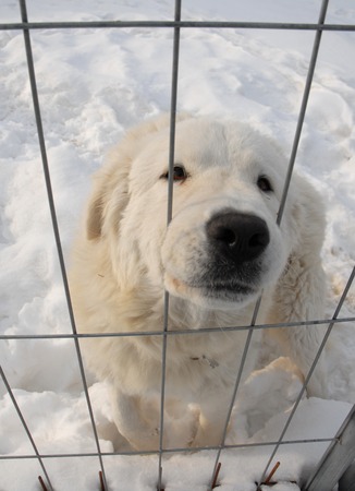 maremmaの写真素材