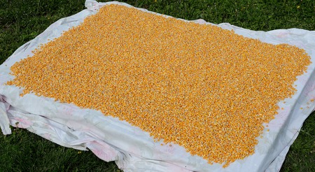 Dried Corn