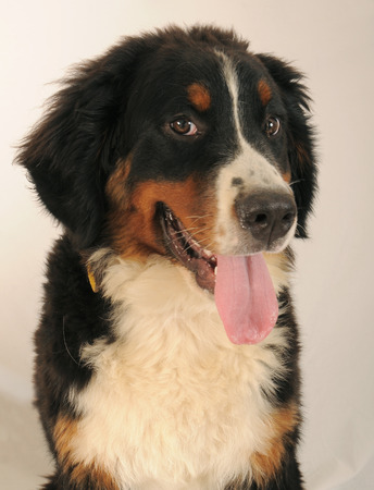 Bernese Mountain Dogの写真素材