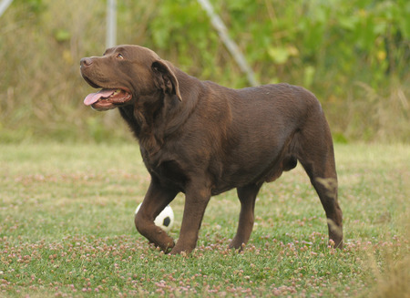 LABRADORの写真素材