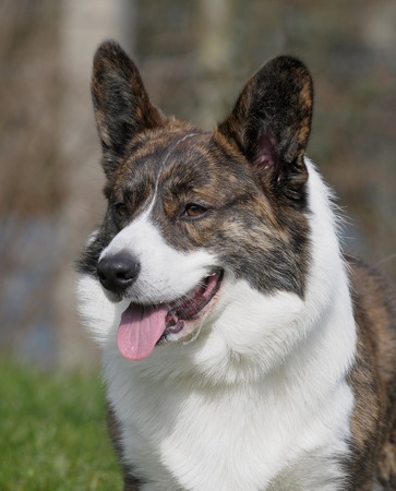 Corgi cardiganの写真素材