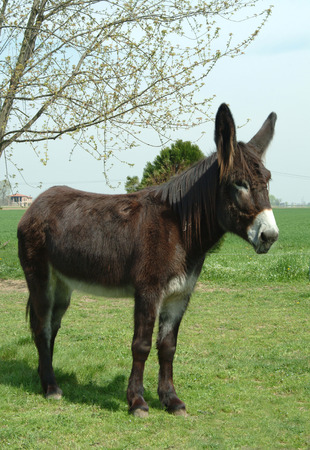 Donkeyの写真素材