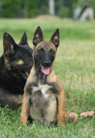 Belgianの写真素材