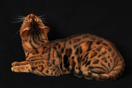 BENGAL.の写真素材