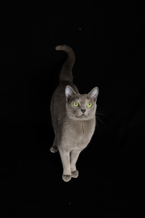 Blue russiaの写真素材