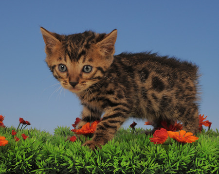 BENGALの写真素材