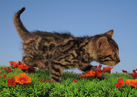 BENGALの写真素材