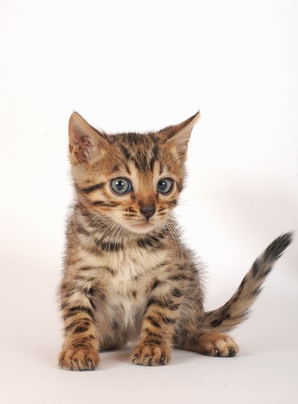 bengal kittenの写真素材