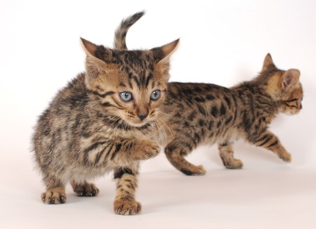 BENGALの写真素材