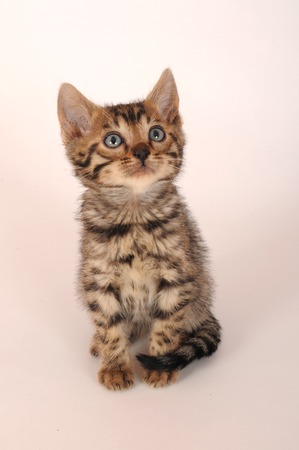 BENGALの写真素材