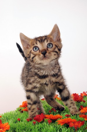 Bengal catの写真素材