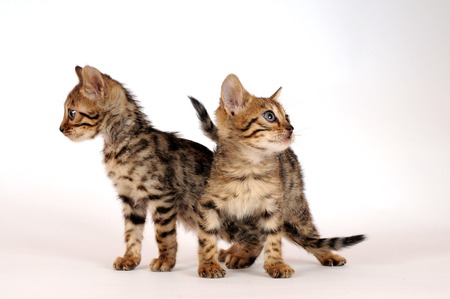 Bengal catの写真素材