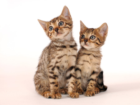 Bengalの写真素材