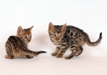 Bengalの写真素材