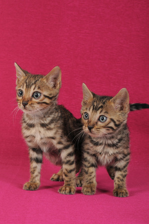 Bengalの写真素材