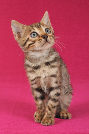 Bengalの写真素材