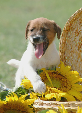 Fox Terrierの写真素材