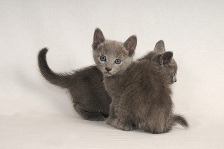 Russian Blueの写真素材