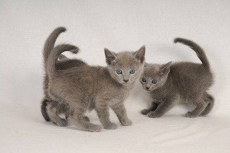 Russian Blueの写真素材