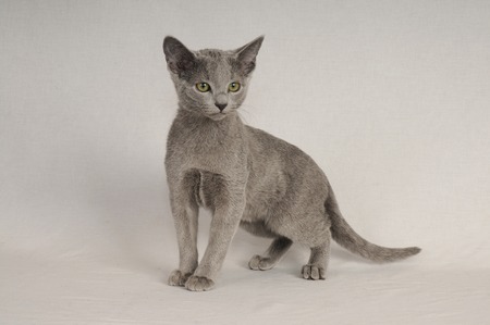 Russian Blueの写真素材