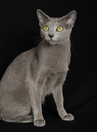 Russian Blueの写真素材