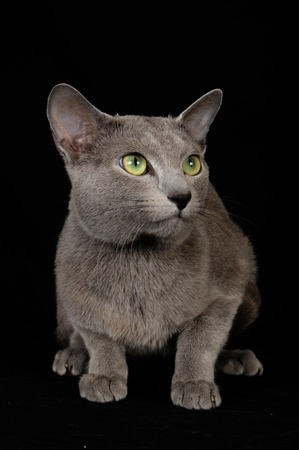 Russian Blueの写真素材