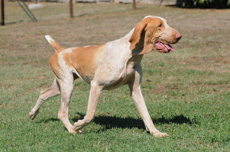 ITALIAN BRACCOの写真素材