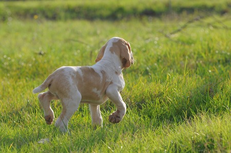 ITALIAN BRACCOの写真素材