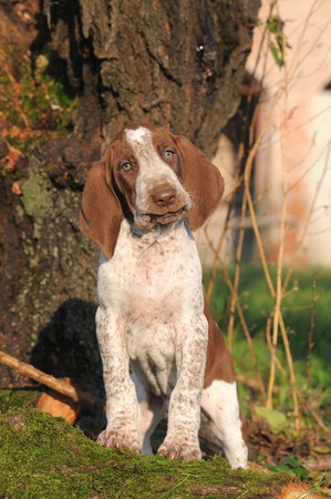 ITALIAN BRACCOの写真素材