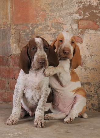Bracco Italiano
