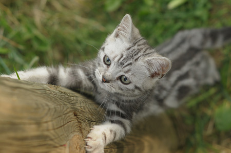 BRITISH SHORTHAIRの写真素材