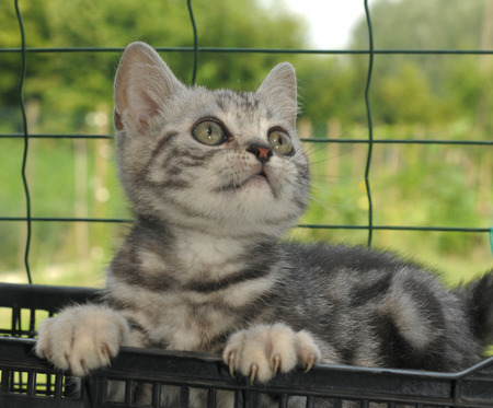 BRITISH SHORTHAIRの写真素材