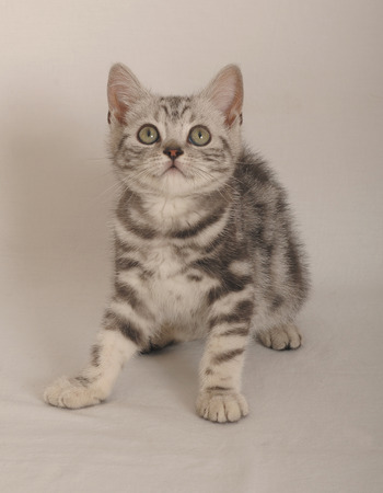 BRITISH SHORTHAIRの写真素材