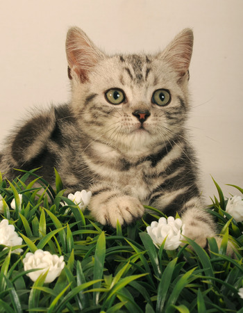 BRITISH SHORTHAIRの写真素材