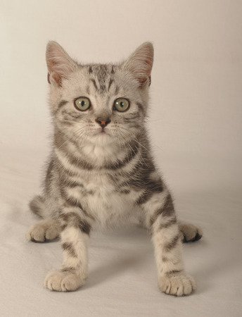 BRITISH SHORTHAIRの写真素材