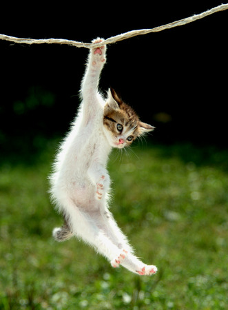 Gattoの写真素材