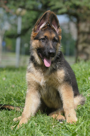 GERMAN SHEPHERD.の写真素材