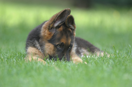 GERMAN SHEPHERD.の写真素材