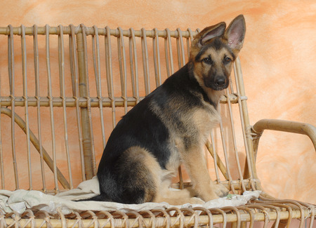 GERMAN SHEPHERDの写真素材