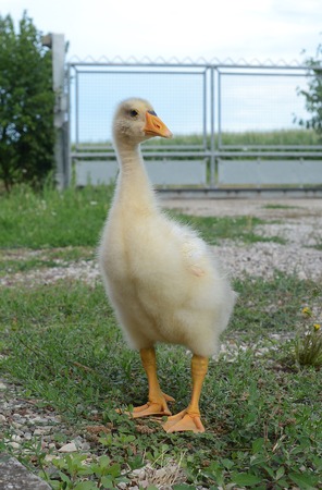 goose cignataの写真素材