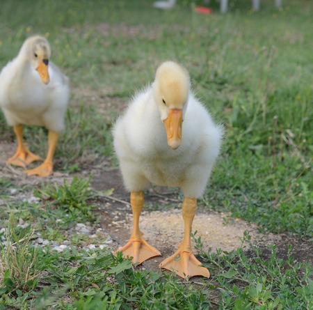goose cignata
