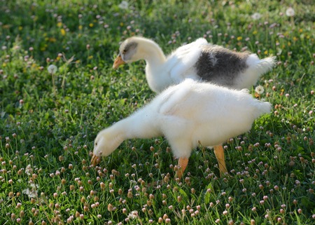 goose cignataの写真素材