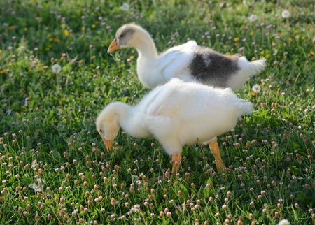 goose cignataの写真素材