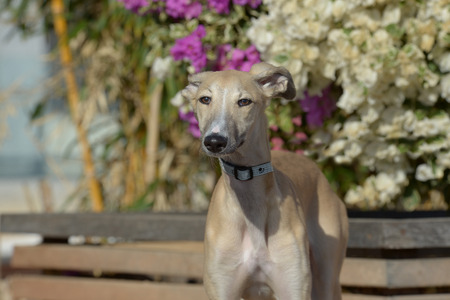 Galgoの写真素材